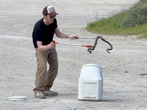 Derek wrangles a rattlensnake in Santa Clarita, CA