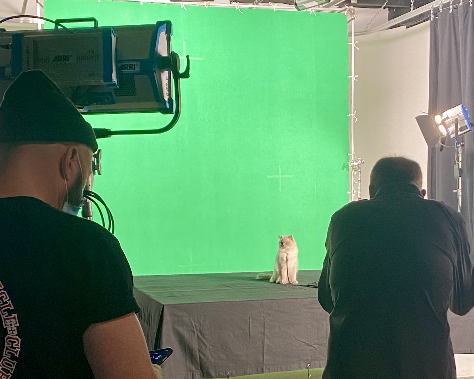 Cat Job for Cat food Commercial in Los Angeles